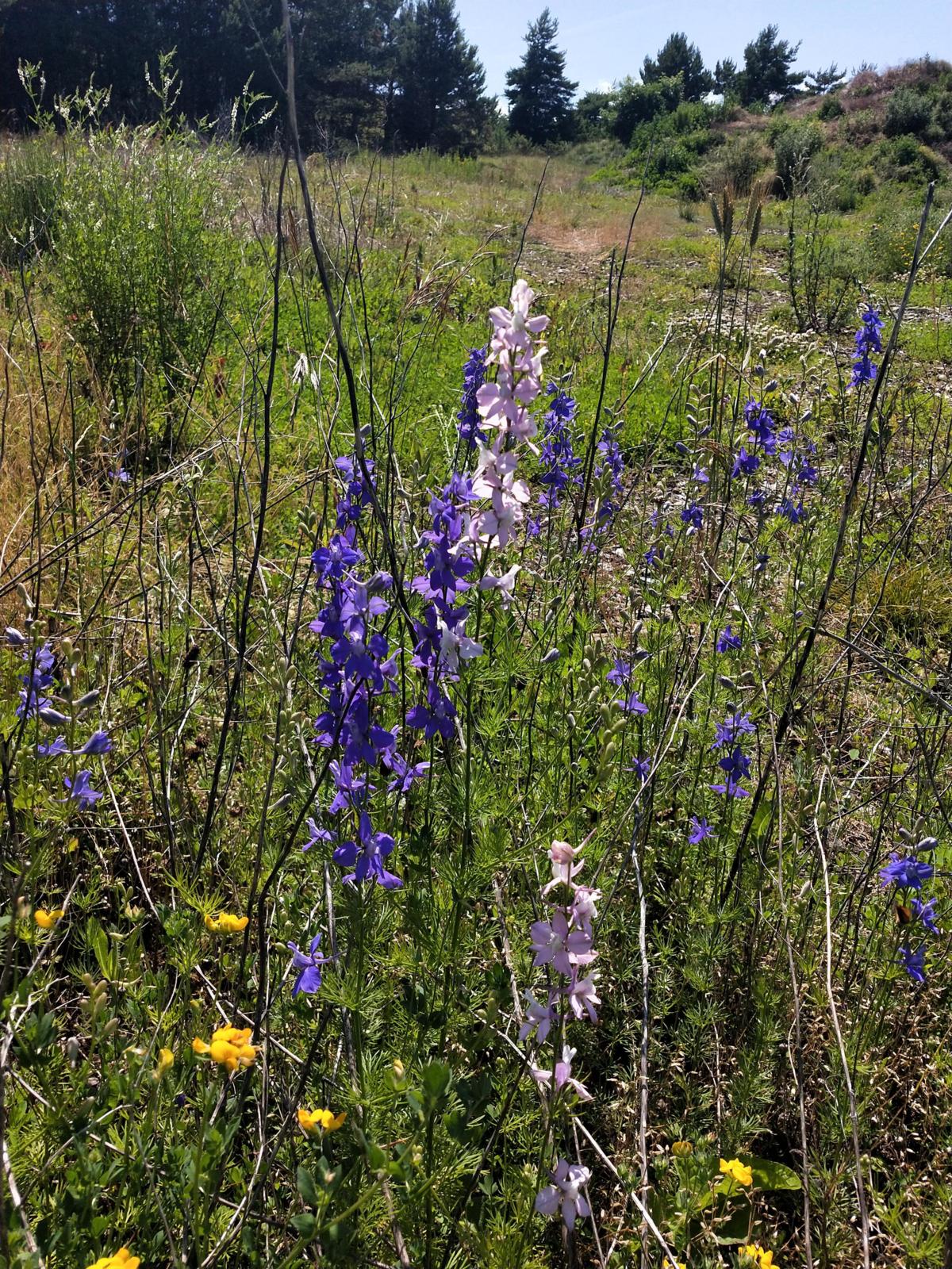 Larkspur plant